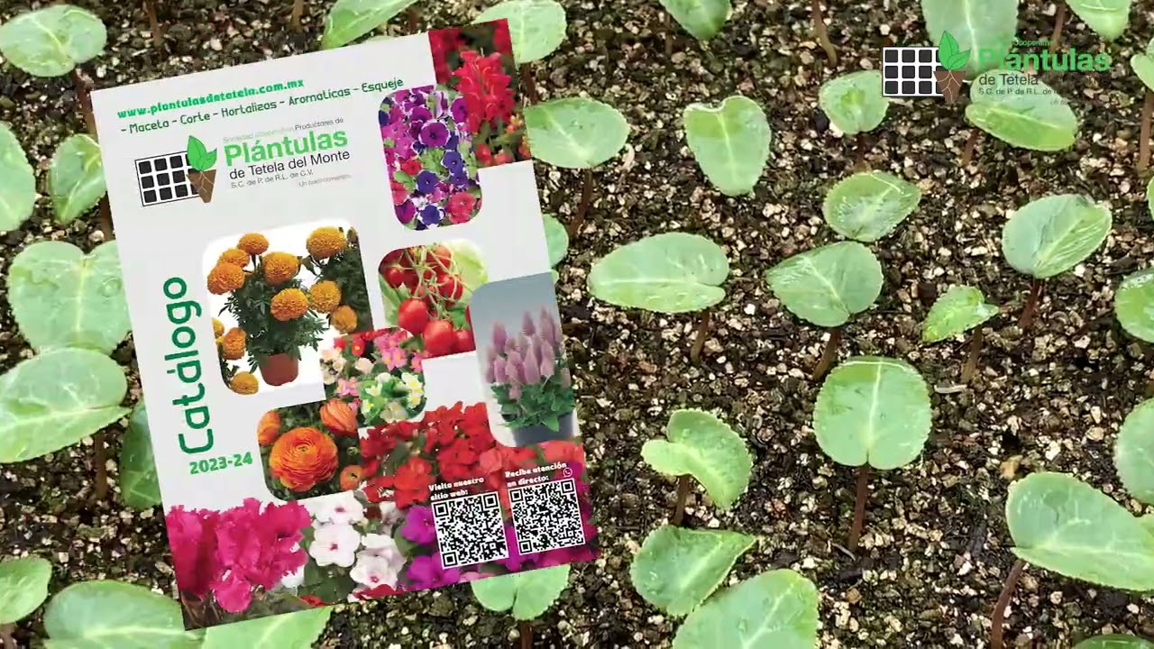 Spot Plántulas de Tétela