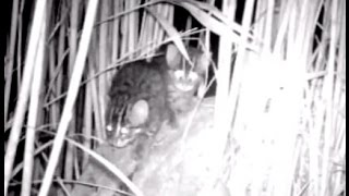 Fishing cat kittens by SCARCE WORLDWIDE 512 views 8 years ago 1 minute, 1 second