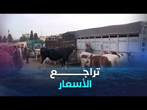 سطيف تراجع محسوس في أسعهر الأبقار