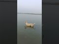 dog bathing #dog in river #shortsfeed #viralshort #animal