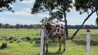 YOPAL CASANARE DRIVING AROUND THE FARM 16/02/2021