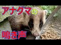 【貴重映像】野生のアナグマ（ムジナ）の鳴き声　Voice of Japanese badger【いなか猫２１４５】japanese funny cat