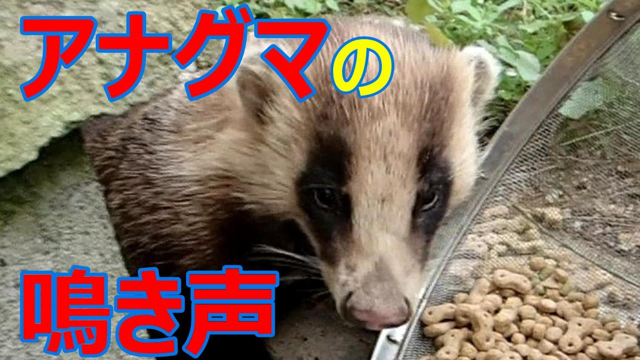 貴重映像 野生のアナグマ ムジナ の鳴き声 Voice Of Japanese Badger いなか猫２１４５ Japanese Funny Cat Youtube