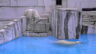 隠れたつもりが丸見え　ホッキョクグマVSカラス~Polar Bear versus Crow