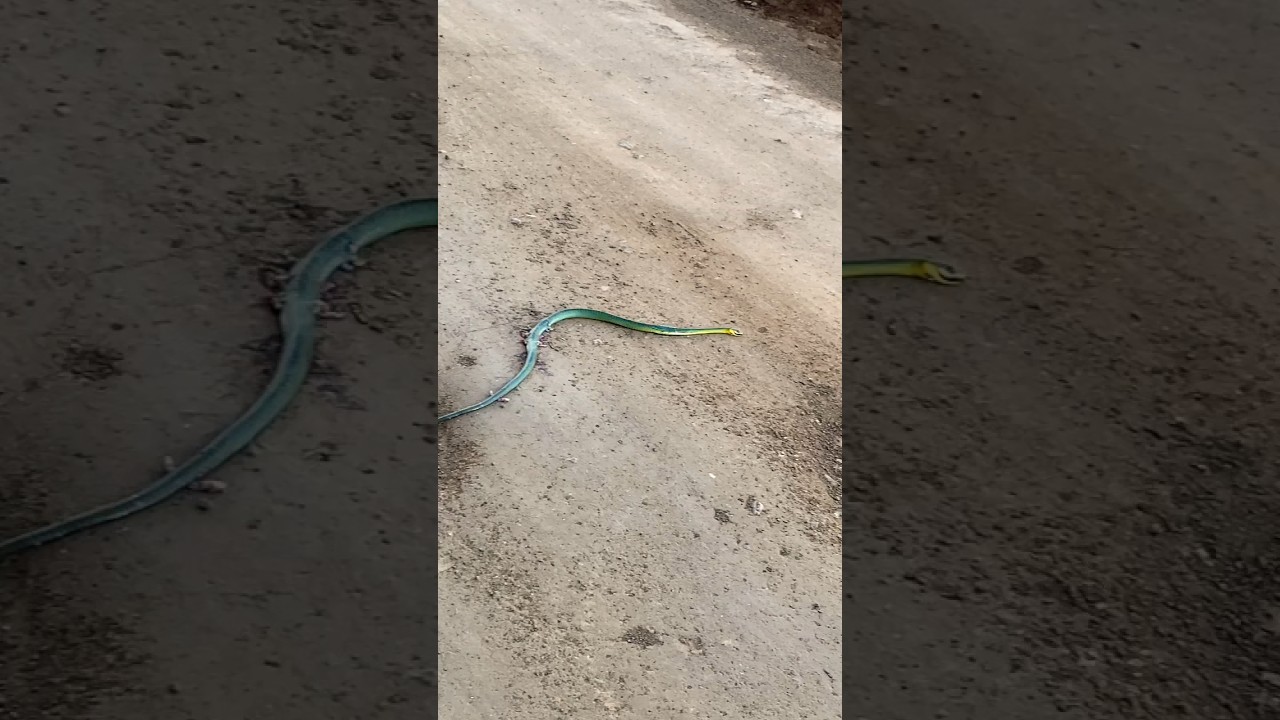 Uma cobra no caminho… 