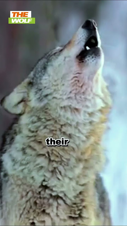 The Wolf #Most Enigmatic Creatures #MostTopBestInformativeVideos#shorts