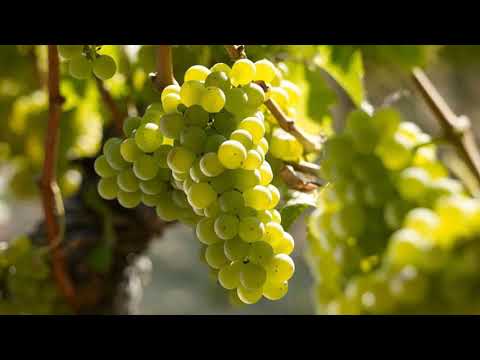 Video: Descrierea soiului de struguri Frumoase Alba
