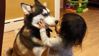 Baby Loves Siberian Husky Dog!