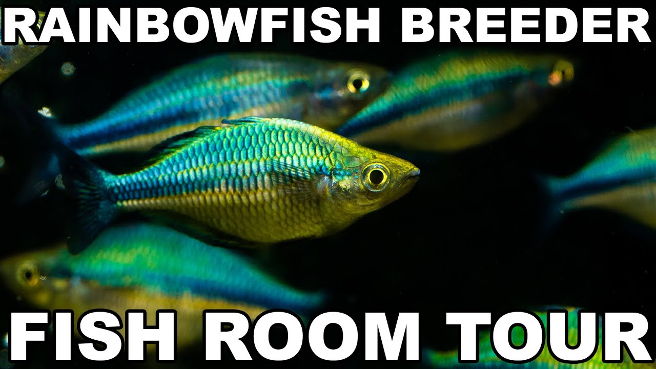 Rainbowfish Breeder Fish Room Tour (Gary Lange, Betta Breeding, and