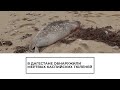 Массовая гибель тюленей в Дагестане