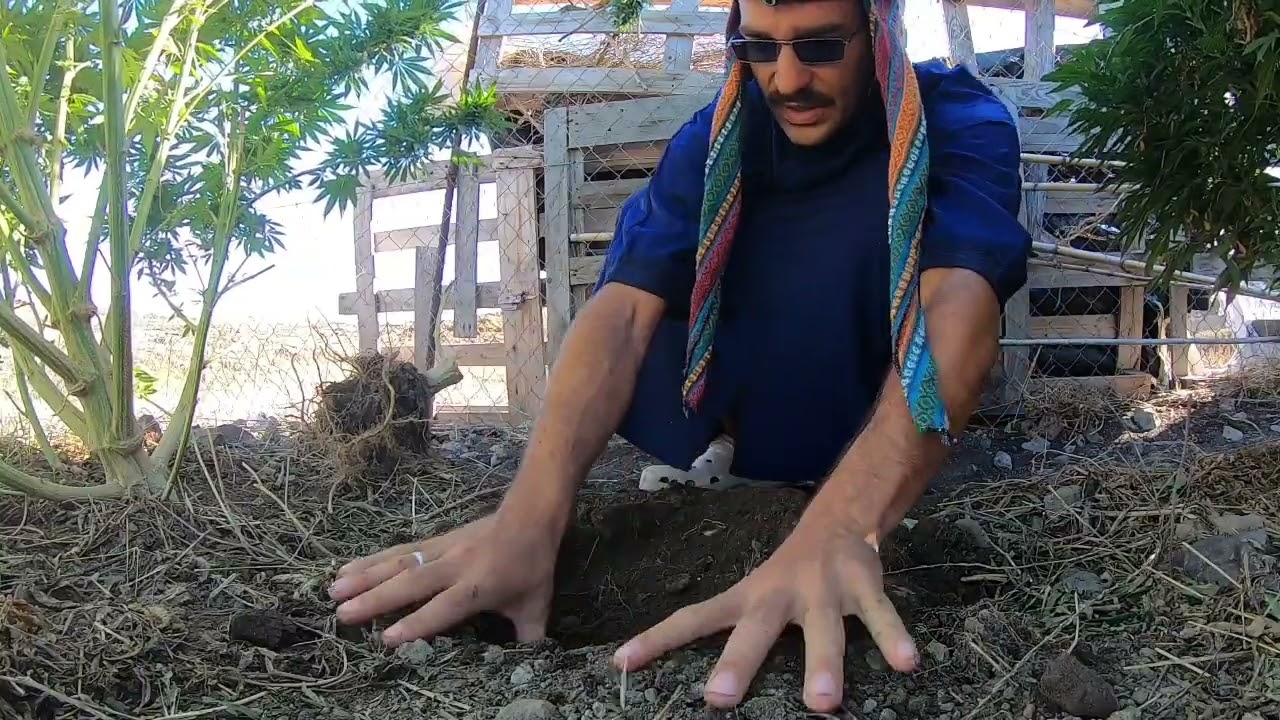 S 2 | F 1 Outdoor Grow: Tipps für große Pflanzen und schöne Blüten