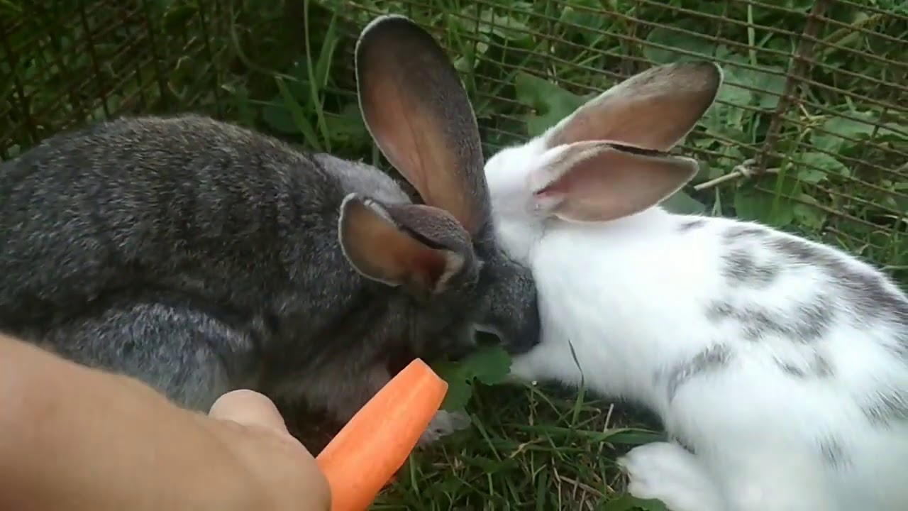 Почему крольчиха съедает крольчиха. Кролик ест морковь. Кролик поедающий морковь. Чайка ест кролика. Кролик ест сосиску.