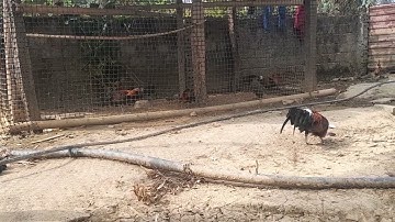 los peb saib qaib dib zoo nraug nawb - gà mồi tơ 2025