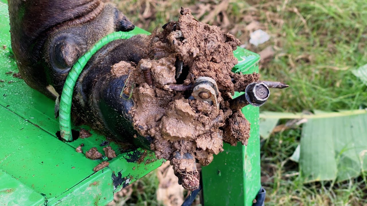 298!! Cow hoof Doctor Cleaning hooves Help Farm animal Walk and Move better