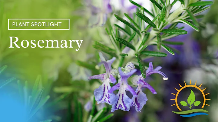 Rosemary is the Best! | Plant Spotlight