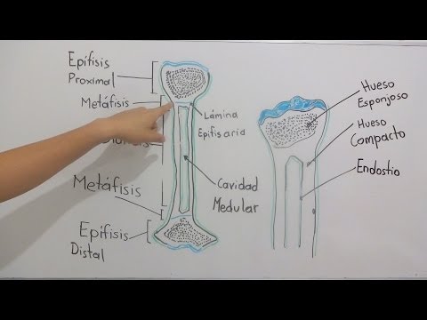 Vídeo: Periostio: Definición, Anatomía Y Función De Las Capas, Inflamación