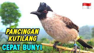 Suara Burung Kutilang Gacor Memanggil Temannya Agar Bunyi Garuda