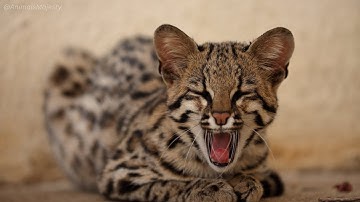 Ocelots: The Fierce Predators of the Jungle!