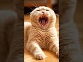 прикольные котики #видосыоткота #юмор #веселыекоты #озвучка #кот #прикольныекоты #шуточное