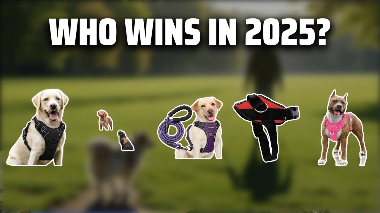 The Top 5 Best Dog Harness in 2025 - Must Watch Before Buying!