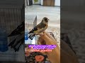 وقتی بهش میگم رو دستم نکن اینم جوابش پرنده سهره قناری پرندگان جنگل جوجه قفس فان خنده