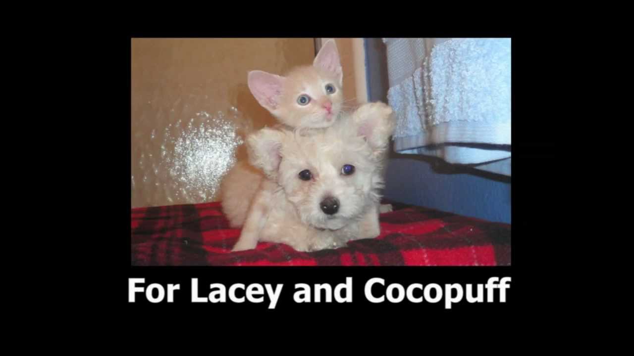 TEAM KITTEN RESCUE ROCKED THE 2013 LA MARATHON! YouTube