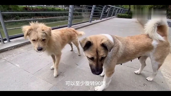 狗子交配后，为什么会背靠背闭锁？这不是很危险吗？ - 天天要闻