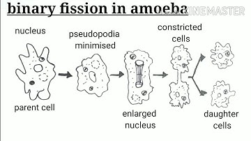 Binary fission in amoeba / binary fission in amoeba images / how to draw binary fission in amoeba