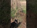 Dog Vs coyote encounter