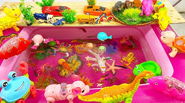 Tổng hợp video động vật dễ thương,hải cẩu,chim cánh cụt,thằn lằn,hà mã,cá heo,cá voi,cá mập,cá nhỏ