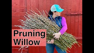 Famous How To Prune Willow | PepperHarrow Net Worth