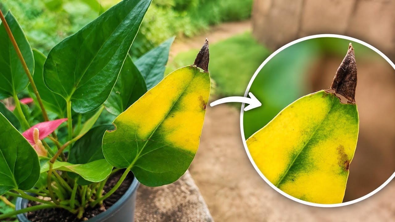 Why Is My Anthurium Leaf Turning Yellow? The Real Reason Revealed 
