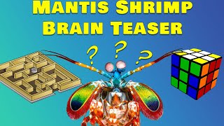 How Intelligent is a Peacock Mantis Shrimp?