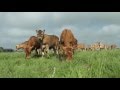 Jersey Kalfjes naar de wei      (Jersey calves go into the meadow)