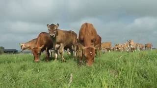 Jersey Kalfjes naar de wei   (Jersey calves go into the meadow)