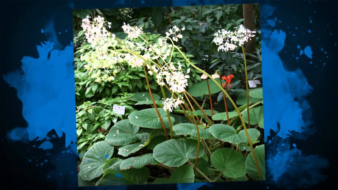 Бегония вьюнковая (Begonia convolvulacea)