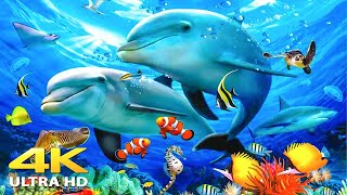 Aquarium 4K V DEO ULTRA HD 🐠 Beautiful Relaxing Coral Reef Fish - Relaxing Sleep Meditation Music