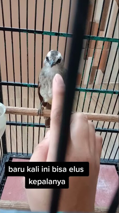 Burung Trucukan pasrah setelah mendengarkan doa Nabi Sulaiman!! #shorts #doanabisulaiman