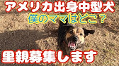 噛む野犬 保健所から来た3頭のうち アカラスのナナ 愛 ちゃん 北村さんとのひと時 噛もうかどうしようかな Youtube