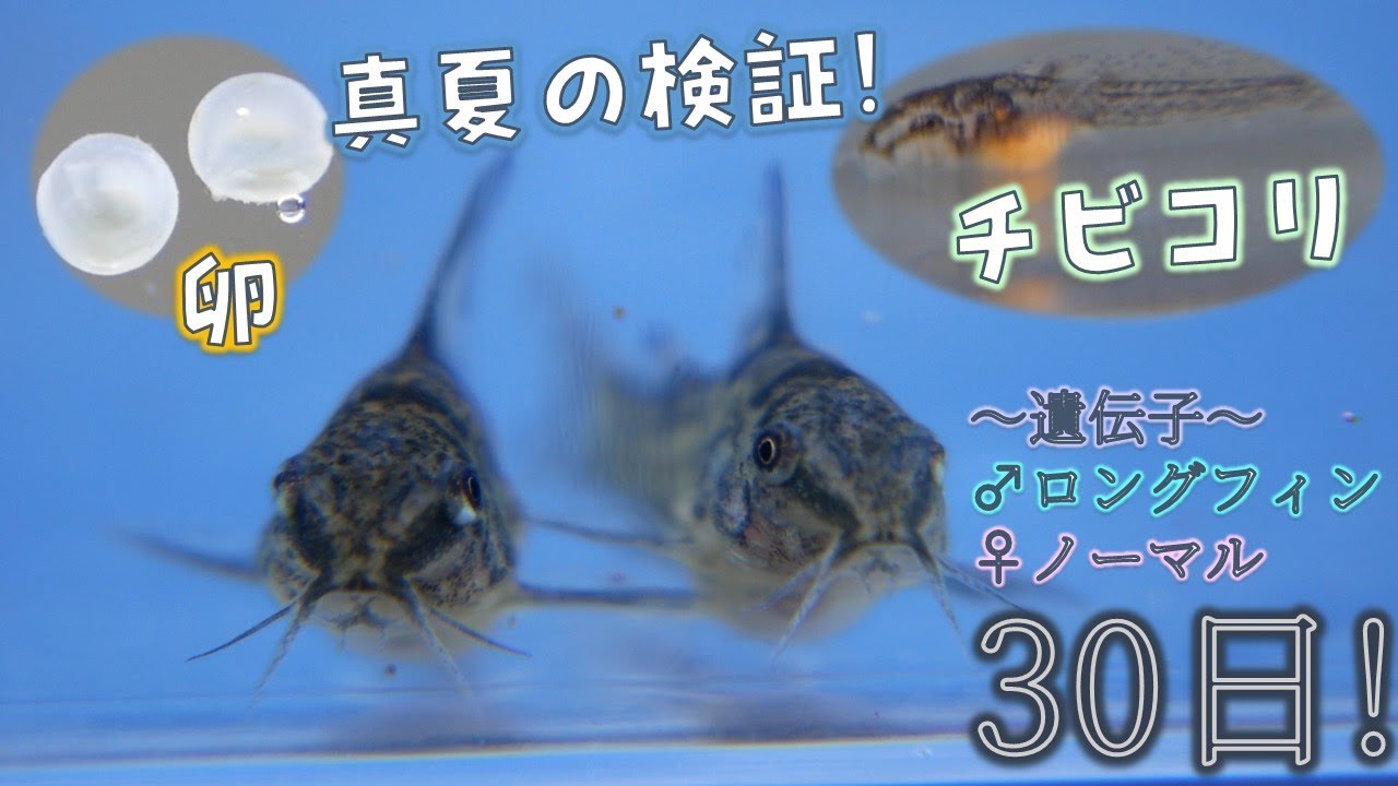 毎日記録 青コリの卵からの生後1カ月までの記録だぜ ロングフィン ノーマル 品種はコリドラス パレアタス ふぶきテトラ Youtube