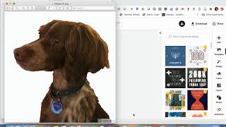 Remove Background with Adobe Spark free