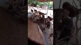 Barhsingha || Hiran Video || Beautiful Animals || बारहसिंगा की आवाज ||  Barhsingha Hiran || #shorts