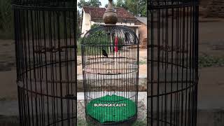 Konin Isian Bren Ak47 konin kicaumania shorts short colibr