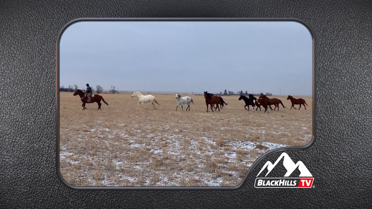 South Dakota's Elite Horse Sale YouTube