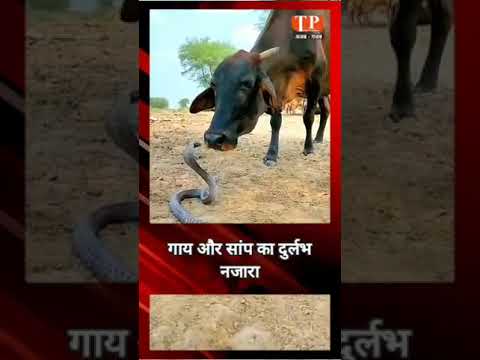 फन फैलाकर बैठा था किंग कोबरा, फिर गाय ने किया ये काम | King Cobra | Viral Video