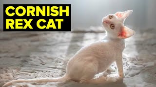 Cornish Rex Cat 101: Breed & Personality // Planet Of The Cats