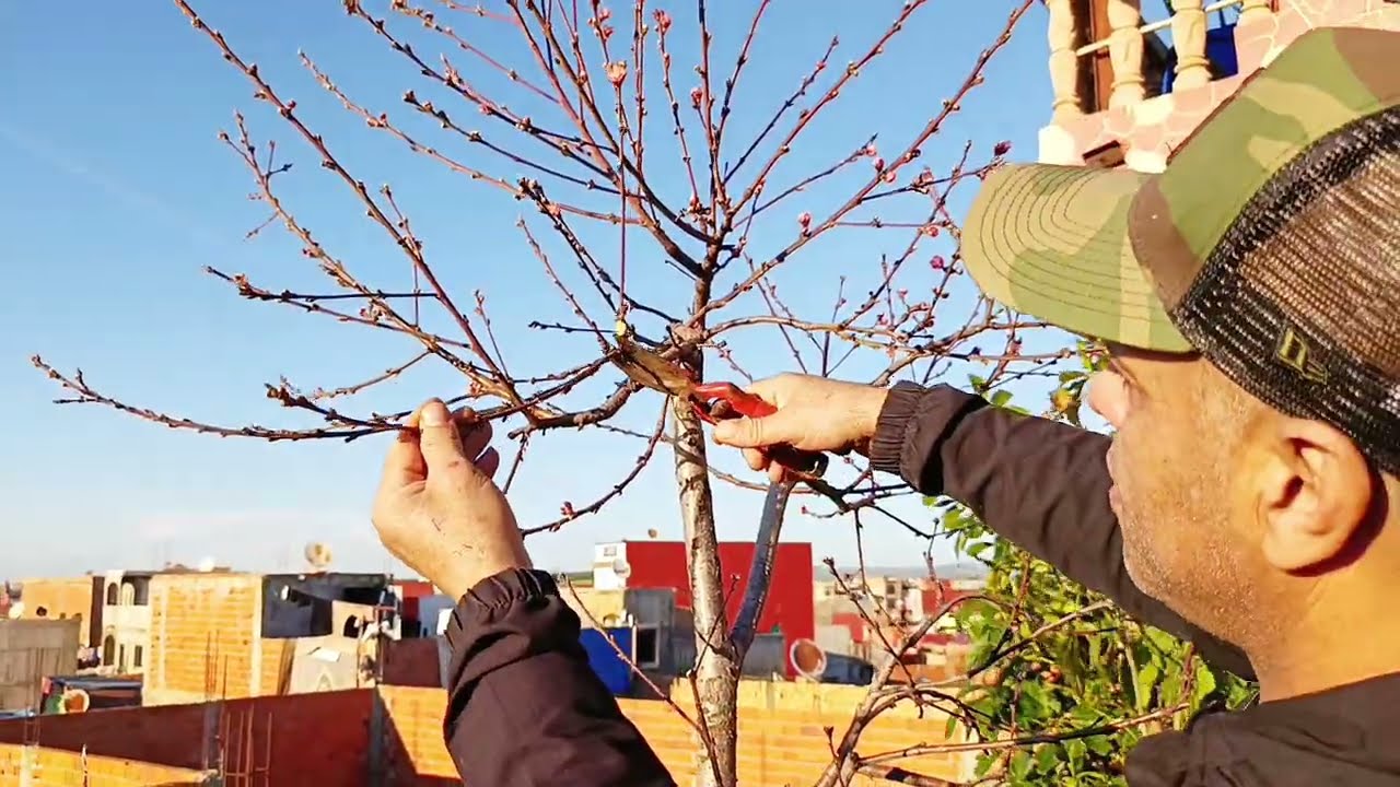 تقليم أشجار الشهدية وجميع اللوزيات لضمان صحة وجودة الثمار