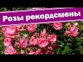 Бордюрные розы бьют рекорды. Как обрезать бордюрные розы и получить пышное цветение