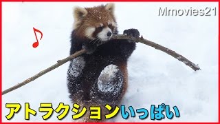 Debut! Red Pandaいよいよメイン放飼場デビュー！レッサーパンダ円実