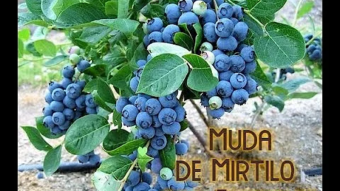 Como fazer muda de mirtilo da fruta?